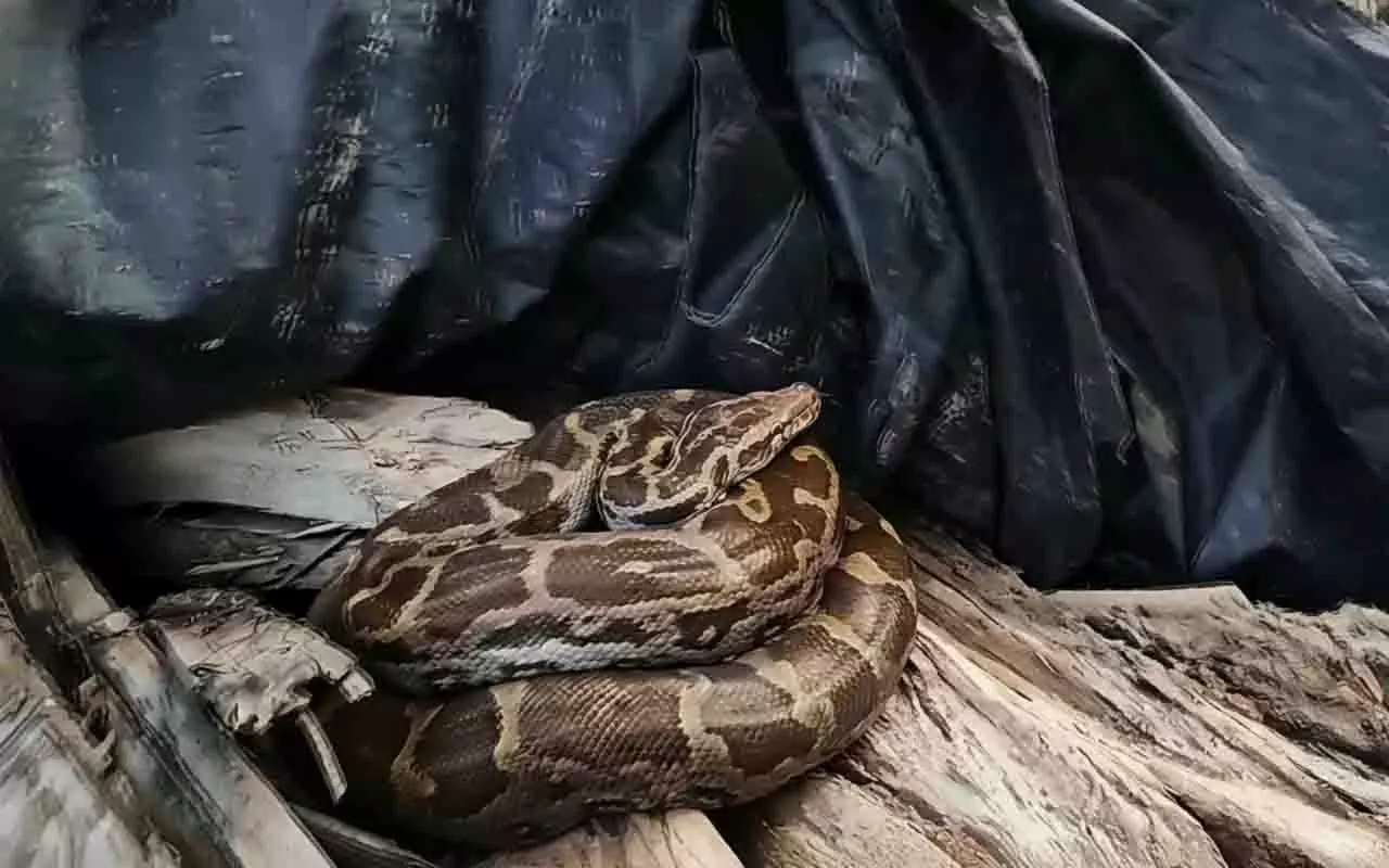 Odisha के बालासोर में गांव के पास छिपे सात फुट लंबे अजगर को बचाया गया Odisha के बालासोर में गांव के पास छिपे सात फुट लंबे अजगर को बचाया गया