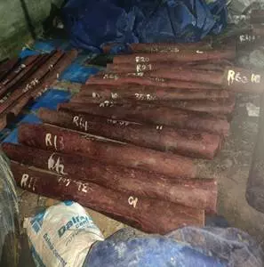 लाल चंदन तस्करी पर DRI की बड़ी कार्रवाई, 4 आरोपी पकड़े गए लाल चंदन तस्करी पर DRI की बड़ी कार्रवाई, 4 आरोपी पकड़े गए