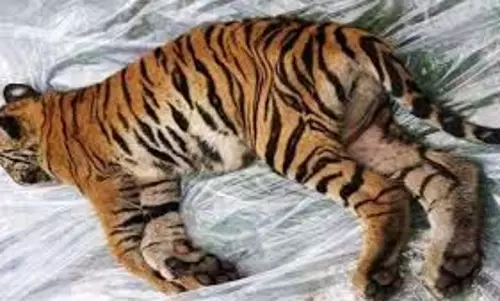 Bandhavgarh: बाघ की मौत, PM रिपोर्ट में चौंकाने वाला खुलासा