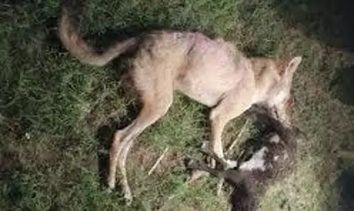 Bahraich : मारा गया आदमखोर भेड़िया, 11 मासूमों को बनाया था शिकार Bahraich : मारा गया आदमखोर भेड़िया, 11 मासूमों को बनाया था शिकार