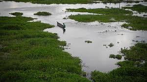water bodies का पुनरुद्धार अभी भी अधूरा है: वेटलैंड अथॉरिटी ने NGT को बताया