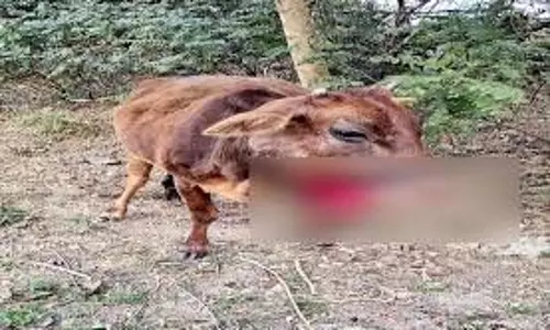 Himachal : आटे की गाेली समझकर गाय ने चबाया विस्फोटक पदार्थ, धमाके से उड़े जबड़े के चिथड़े