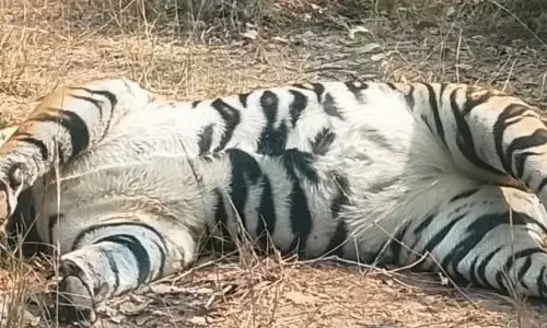 सूरजपुर में बाघ का शव मिला, वन विभाग में हड़कंप सूरजपुर में बाघ का शव मिला, वन विभाग में हड़कंप