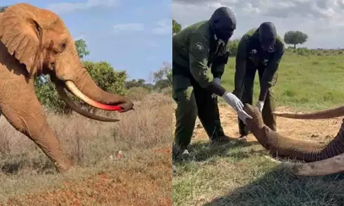 Kenya में हाथी ने सूंड को अपने दांत से घायल किया