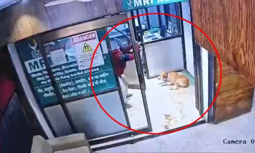 निर्ममता की हद पार: स्ट्रीट डॉग की पीट-पीटकर हत्या, CCTV में कैद हुई वारदात