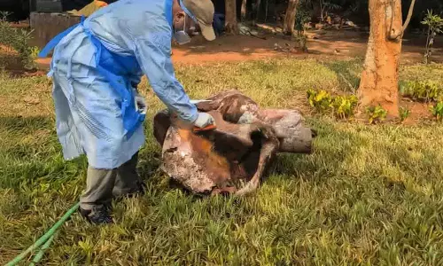 सालों से दबे हुए, हाथी रामू का कंकाल चंदाका अभयारण्य में मिला सालों से दबे हुए, हाथी रामू का कंकाल चंदाका अभयारण्य में मिला