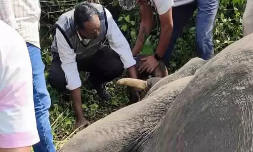 ओडिशा के अंगुल में एक हाथी मृत पाया गया, वन विभाग ने जांच शुरू की