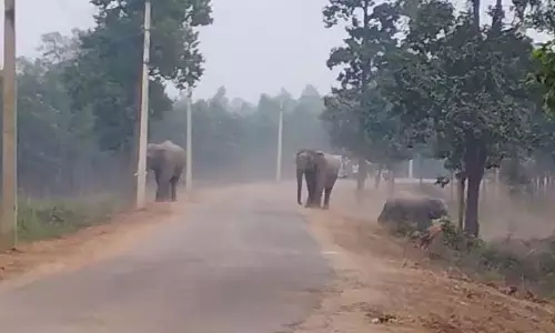 हाथियों का पीछा करते समय Forest Workers पर हमला, 3 गिरफ्तार हाथियों का पीछा करते समय Forest Workers पर हमला, 3 गिरफ्तार