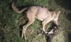Bahraich : मारा गया आदमखोर भेड़िया, 11 मासूमों को बनाया था शिकार Bahraich : मारा गया आदमखोर भेड़िया, 11 मासूमों को बनाया था शिकार