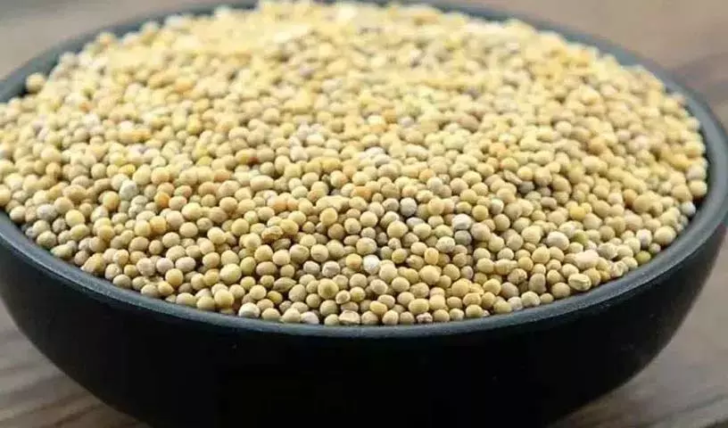 White Mustard: स्वास्थ्य लाभ जो आपको पता होने चाहिए White Mustard: स्वास्थ्य लाभ जो आपको पता होने चाहिए
