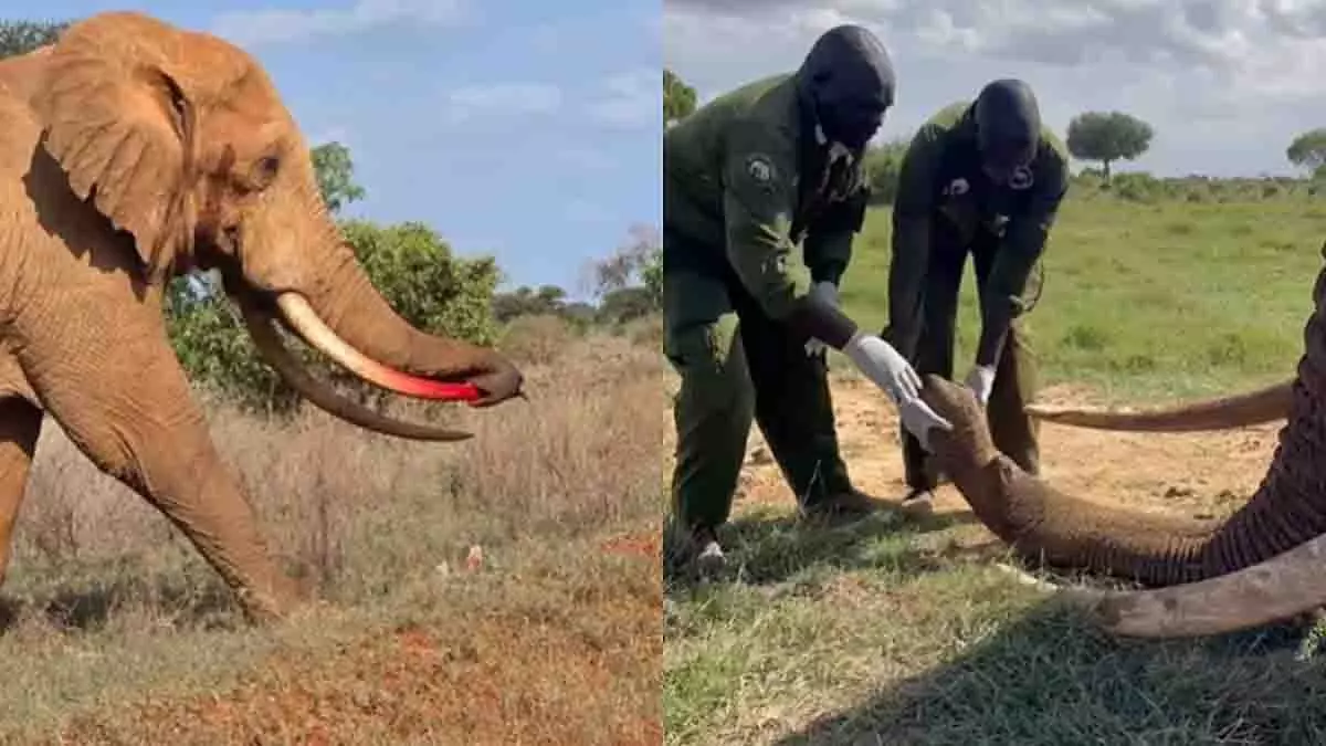 Kenya में हाथी ने सूंड को अपने दांत से घायल किया Kenya में हाथी ने सूंड को अपने दांत से घायल किया