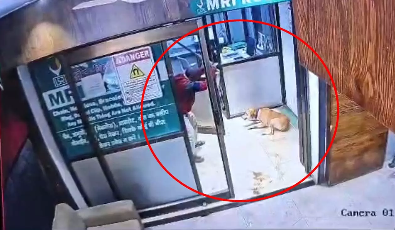 निर्ममता की हद पार: स्ट्रीट डॉग की पीट-पीटकर हत्या, CCTV में कैद हुई वारदात निर्ममता की हद पार: स्ट्रीट डॉग की पीट-पीटकर हत्या, CCTV में कैद हुई वारदात