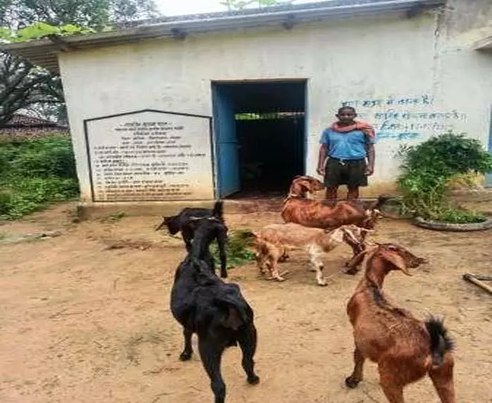 बकरी पालन में अतिरिक्त आय से फूलसाय हो रहे हैं आर्थिक तौर पर आत्मनिर्भर बकरी पालन में अतिरिक्त आय से फूलसाय हो रहे हैं आर्थिक तौर पर आत्मनिर्भर