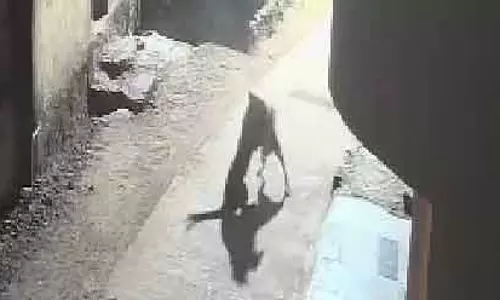Pune : खेड़ तालुका में कुत्ते ने तेंदुए से लड़ाई की Pune : खेड़ तालुका में कुत्ते ने तेंदुए से लड़ाई की