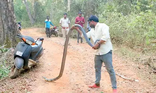 Yellapur के पास 10 फुट लंबा कलिंगा सांप मिला Yellapur के पास 10 फुट लंबा कलिंगा सांप मिला