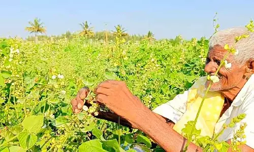 कोलार जिले के सोगडू में मटर की कटाई : बाज़ार में अफ़रा-तफ़री मची हुई है कोलार जिले के सोगडू में मटर की कटाई : बाज़ार में अफ़रा-तफ़री मची हुई है