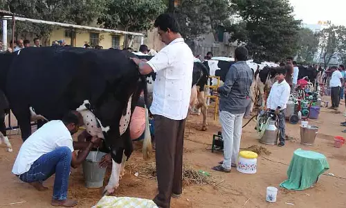राज्य स्तरीय दूध निकालने की प्रतियोगिता: नागराभावी की गाय ने पहला स्थान जीता राज्य स्तरीय दूध निकालने की प्रतियोगिता: नागराभावी की गाय ने पहला स्थान जीता