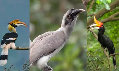 Tamil Nadu टाइगर रिज़र्व सहित प्रमुख जंगलों में हॉर्नबिल की आबादी का सर्वे करेगा Tamil Nadu टाइगर रिज़र्व सहित प्रमुख जंगलों में हॉर्नबिल की आबादी का सर्वे करेगा