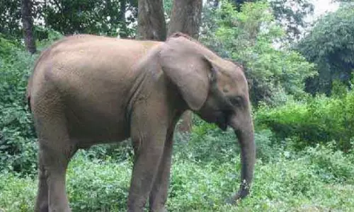 Mayurbhanj में विस्फोटक खाने से हाथी घायल हो गया।