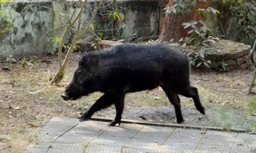 Theni के किसान फसलों को नुकसान से बचाने के लिए सख्त कार्रवाई की मांग में