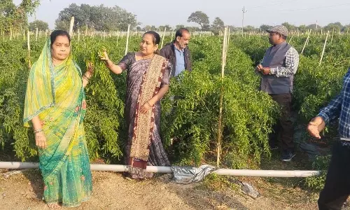 ड्रिप तकनीक से बदली खेती की तस्वीर ड्रिप तकनीक से बदली खेती की तस्वीर