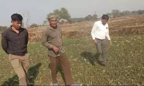 धान से हटकर समृद्धि की राह : किसान ने दलहन-तिलहन से कमाए 25 लाख रुपये धान से हटकर समृद्धि की राह : किसान ने दलहन-तिलहन से कमाए 25 लाख रुपये