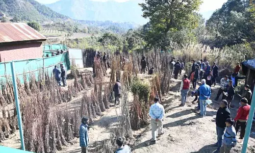 Nauni University की सालाना सेल के पहले दिन 19,800 से ज़्यादा पौधे बिके