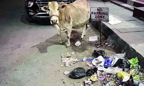 Pathsala में प्लास्टिक खाने वाले आवारा जानवरों पर चिंता Pathsala में प्लास्टिक खाने वाले आवारा जानवरों पर चिंता