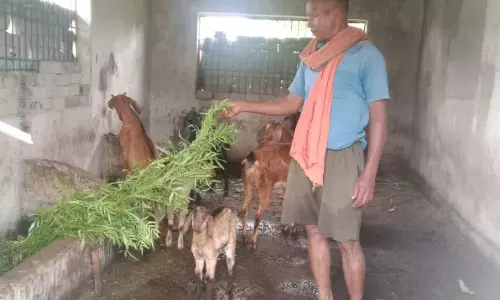 बकरी पालन में अतिरिक्त आय से फूलसाय बना आत्मनिर्भर