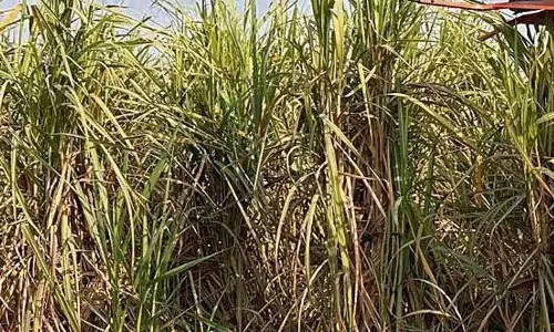Amritsar: अजनाला कोऑपरेटिव शुगर मिल्स ने पेराई का सीज़न शुरू किया