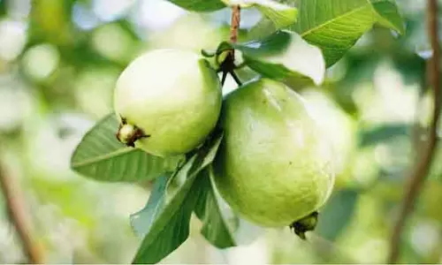 छोटा Guavas क्यों माना जाता है ज्यादा फायदेमंद छोटा Guavas क्यों माना जाता है ज्यादा फायदेमंद