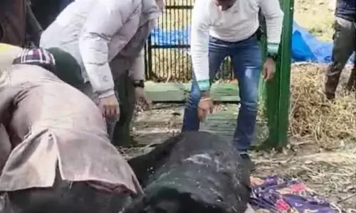 Shimla में पशुओं पर भालुओं के हमलों में बढ़ोतरी का संबंध हाइबरनेशन साइकिल में गड़बड़ी से है