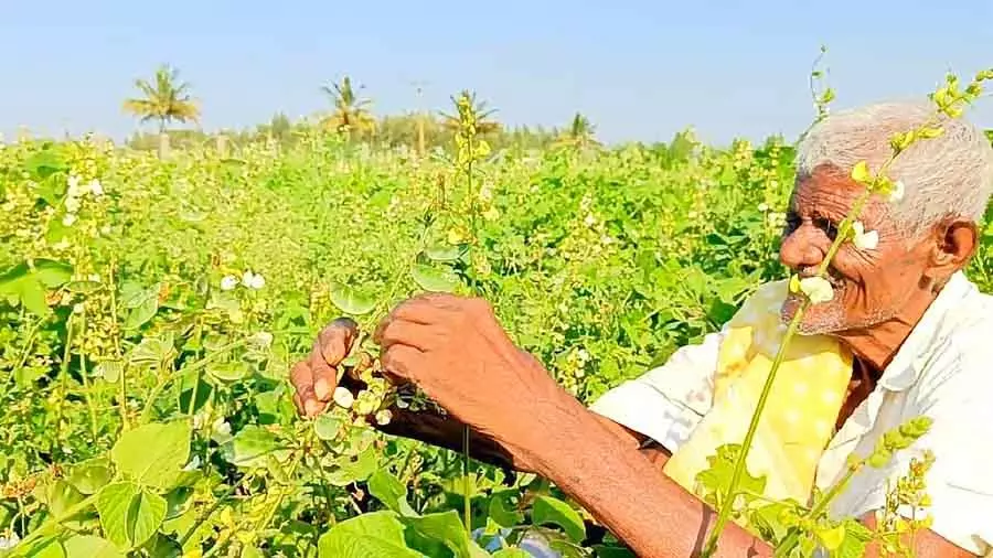 कोलार जिले के सोगडू में मटर की कटाई : बाज़ार में अफ़रा-तफ़री मची हुई है कोलार जिले के सोगडू में मटर की कटाई : बाज़ार में अफ़रा-तफ़री मची हुई है