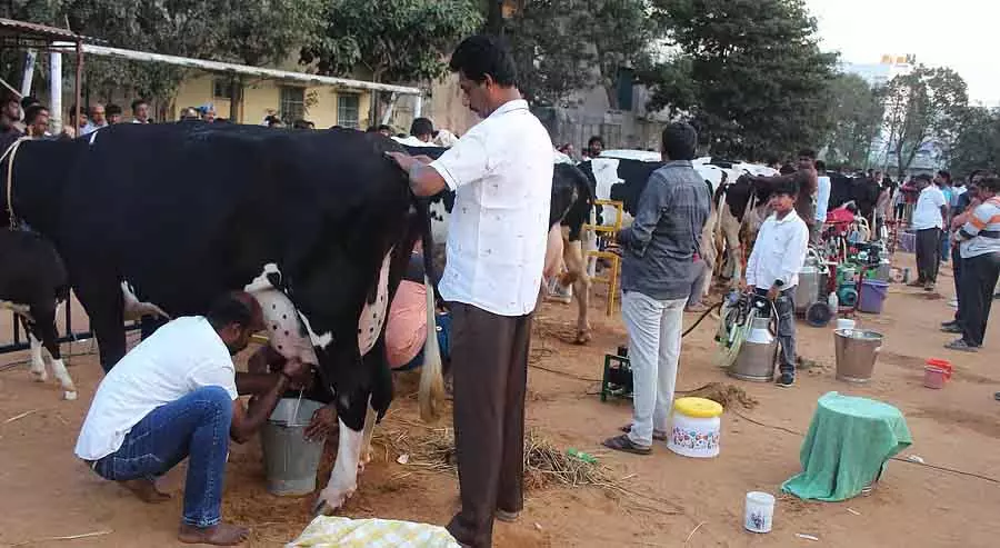 राज्य स्तरीय दूध निकालने की प्रतियोगिता: नागराभावी की गाय ने पहला स्थान जीता राज्य स्तरीय दूध निकालने की प्रतियोगिता: नागराभावी की गाय ने पहला स्थान जीता