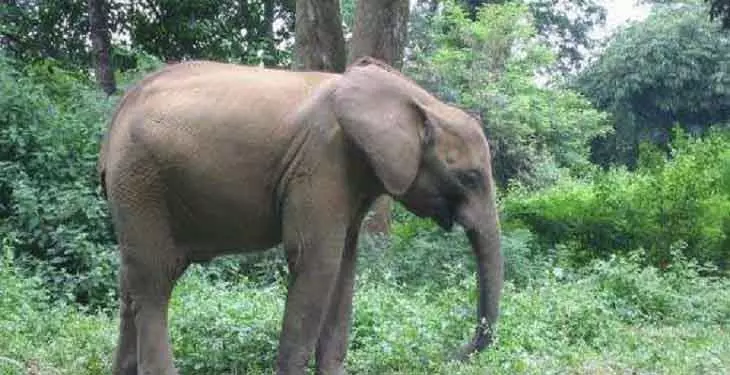 Mayurbhanj में विस्फोटक खाने से हाथी घायल हो गया। Mayurbhanj में विस्फोटक खाने से हाथी घायल हो गया।