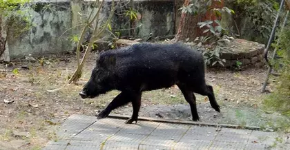 Theni के किसान फसलों को नुकसान से बचाने के लिए सख्त कार्रवाई की मांग में Theni के किसान फसलों को नुकसान से बचाने के लिए सख्त कार्रवाई की मांग में
