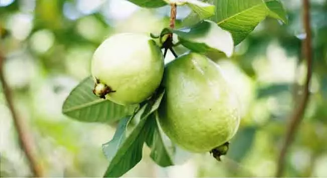 छोटा Guavas क्यों माना जाता है ज्यादा फायदेमंद छोटा Guavas क्यों माना जाता है ज्यादा फायदेमंद
