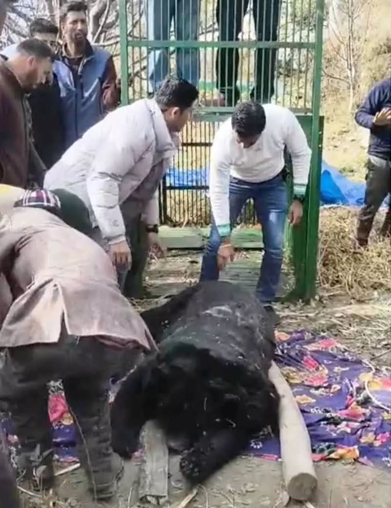 Shimla में पशुओं पर भालुओं के हमलों में बढ़ोतरी का संबंध हाइबरनेशन साइकिल में गड़बड़ी से है Shimla में पशुओं पर भालुओं के हमलों में बढ़ोतरी का संबंध हाइबरनेशन साइकिल में गड़बड़ी से है