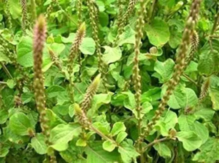 मोटापे से लेकर पुरानी खांसी तक में राहत दे सकता है अपामार्ग का पौधा मोटापे से लेकर पुरानी खांसी तक में राहत दे सकता है अपामार्ग का पौधा