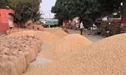 Yamunanagar धान गबन मामले में दो अधिकारी सस्पेंड। Yamunanagar धान गबन मामले में दो अधिकारी सस्पेंड।