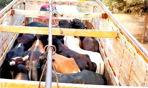 Mandi: बलोह टोल प्लाजा के पास पशुओं से भरा ट्रक पकड़ा