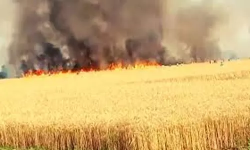 UP News: खेत में बने मशरूम फार्म में लगी भीषण आग UP News: खेत में बने मशरूम फार्म में लगी भीषण आग
