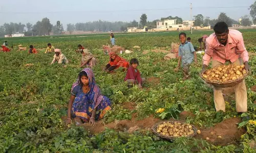 Punjab: आलू के अतिरिक्त स्टॉक और ज़्यादा उत्पादन से दोआबा के किसान चिंतित हैं