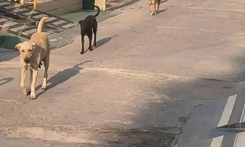 Phagwara में आवारा कुत्तों का आतंक बेरोकटोक जारी है