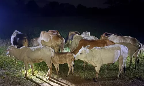 Mirzapur: पुलिस की कार्रवाई में गौतस्कर ढेर, 13 गोवंश छुड़ाए