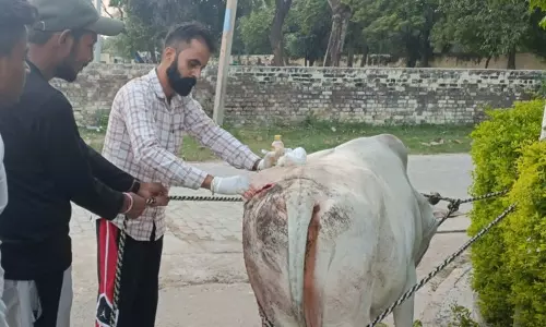 Haryana : अंबाला में वंदे मातरम दल के स्वयंसेवक घायल जानवरों के लिए तारणहार बने
