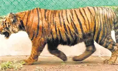 Kolkata चिड़ियाघर में बाघिनों की मौत से बढ़ी चिंता
