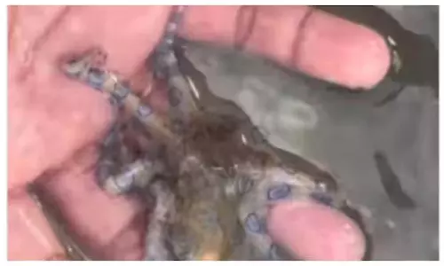 ब्रिटिश टूरिस्ट ने ब्लू-रिंग्ड Octopus को पकड़ा, उसे इसके जानलेवा ज़हर के बारे में पता नहीं
