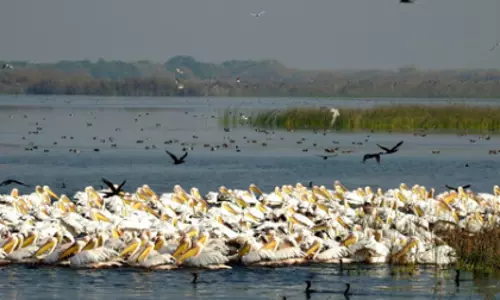 Gujarat के इको-टूरिज्म में खिजाडिया बनी हॉटस्पॉट Gujarat के इको-टूरिज्म में खिजाडिया बनी हॉटस्पॉट