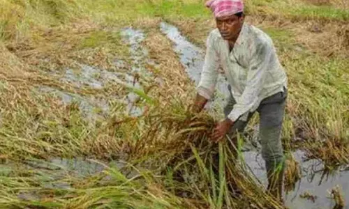 Gondia जिले में डेढ़ लाख किसान अभी भी मुआवजे का इंतजार कर रहे